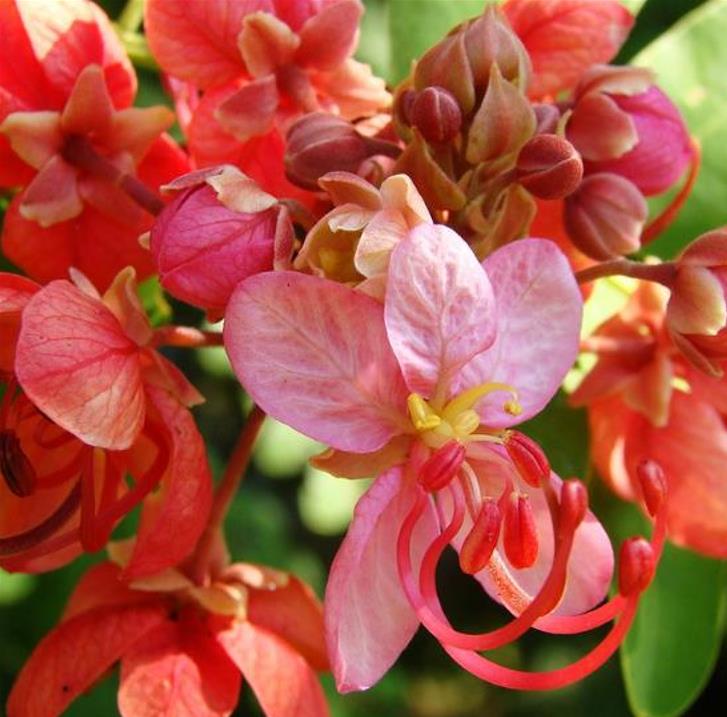 Cassia roxburghii (Cassia marginata) - Cassia vermelha, Árvore chuveiro vermelho, Árvore de Chuva Arco-Íris, Senna do C - Imagem 2