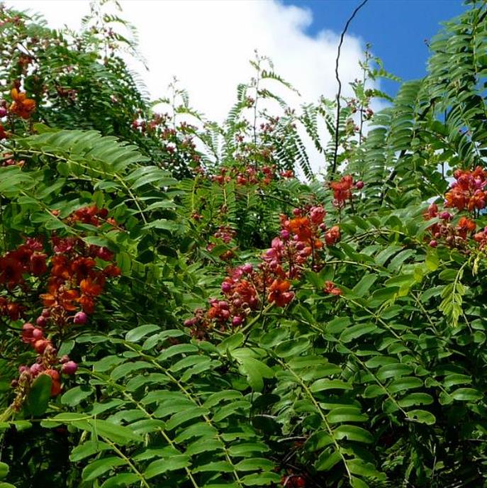 Cassia roxburghii (Cassia marginata) - Cassia vermelha, Árvore chuveiro vermelho, Árvore de Chuva Arco-Íris, Senna do C - Imagem 3