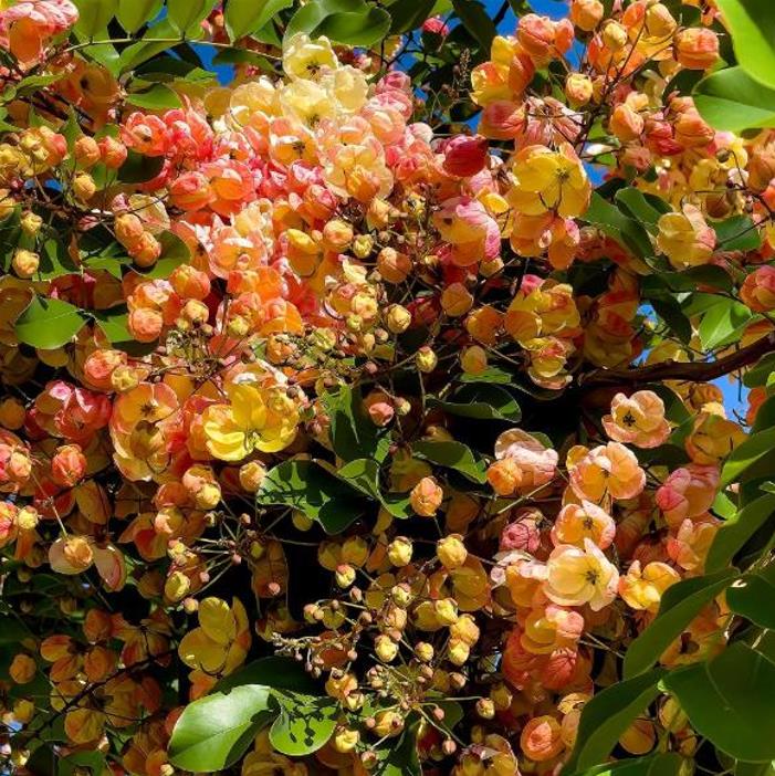 Cassia roxburghii (Cassia marginata) - Cassia vermelha, Árvore chuveiro vermelho, Árvore de Chuva Arco-Íris, Senna do C - Imagem 5