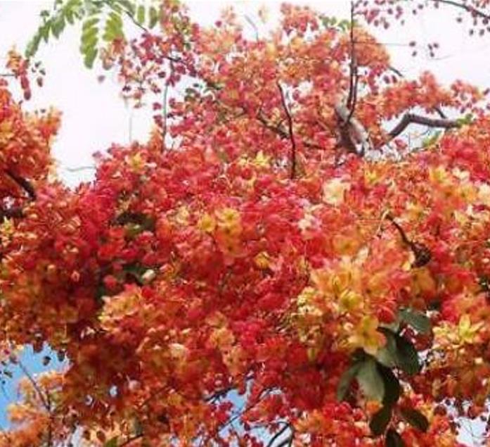 Cassia roxburghii (Cassia marginata) - Cassia vermelha, Árvore chuveiro vermelho, Árvore de Chuva Arco-Íris, Senna do C - Imagem 6