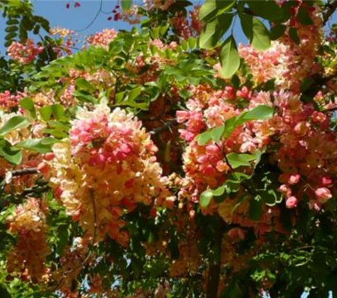 Cassia roxburghii (Cassia marginata) - Cassia vermelha, Árvore chuveiro vermelho, Árvore de Chuva Arco-Íris, Senna do C - Imagem 7