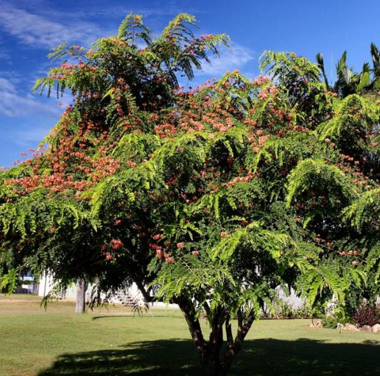 Cassia roxburghii (Cassia marginata) - Cassia vermelha, Árvore chuveiro vermelho, Árvore de Chuva Arco-Íris, Senna do C - Imagem 8