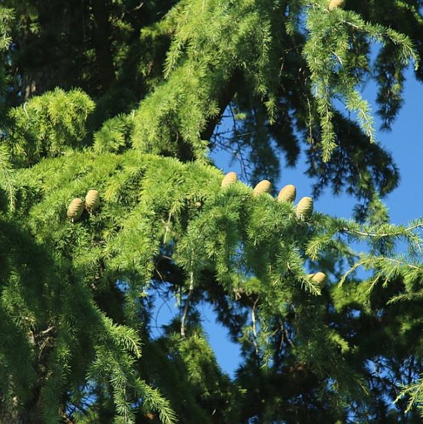 Cedrus deodara - Cedro Do Himalaya - Deodar - Cedro Deodara - Imagem 2