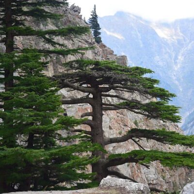 Cedrus deodara - Cedro Do Himalaya - Deodar - Cedro Deodara