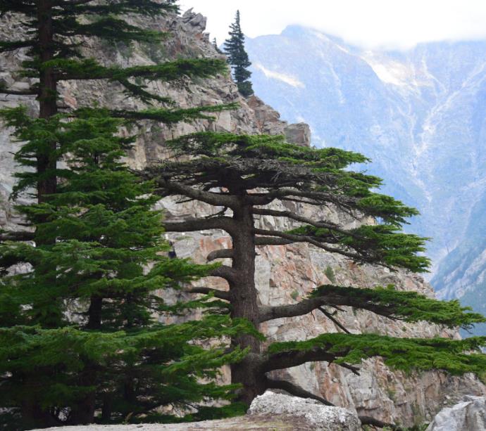 Cedrus deodara - Cedro Do Himalaya - Deodar - Cedro Deodara