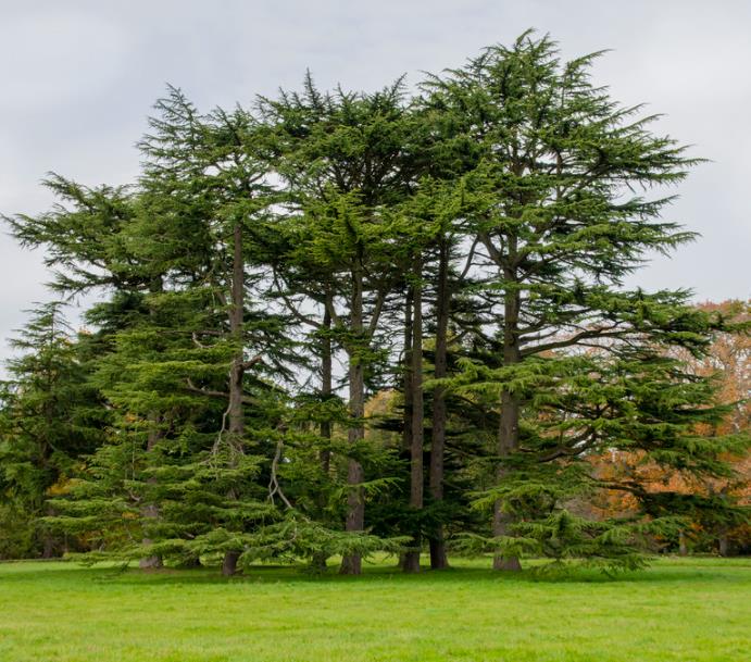Cedrus deodara - Cedro Do Himalaya - Deodar - Cedro Deodara - Imagem 3