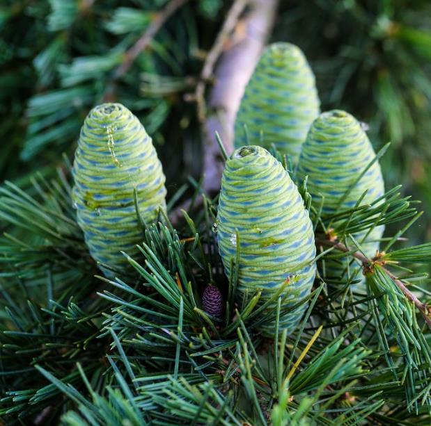 Cedrus deodara - Cedro Do Himalaya - Deodar - Cedro Deodara - Imagem 4