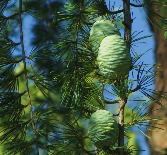 Cedrus deodara - Cedro Do Himalaya - Deodar - Cedro Deodara - Imagem 5