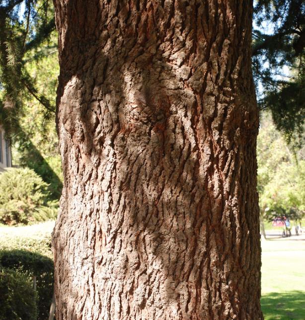 Cedrus deodara - Cedro Do Himalaya - Deodar - Cedro Deodara - Imagem 6