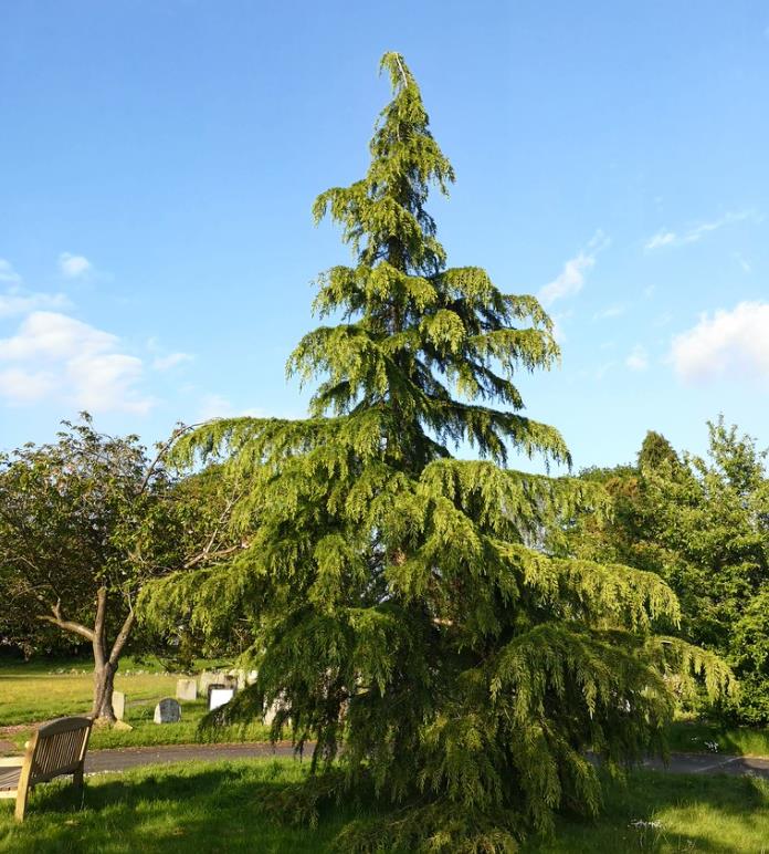 Cedrus deodara - Cedro Do Himalaya - Deodar - Cedro Deodara - Imagem 7