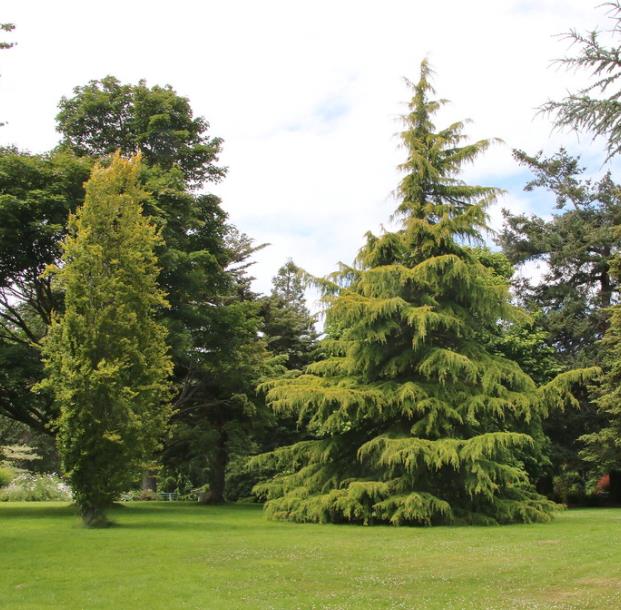 Cedrus deodara - Cedro Do Himalaya - Deodar - Cedro Deodara - Imagem 8