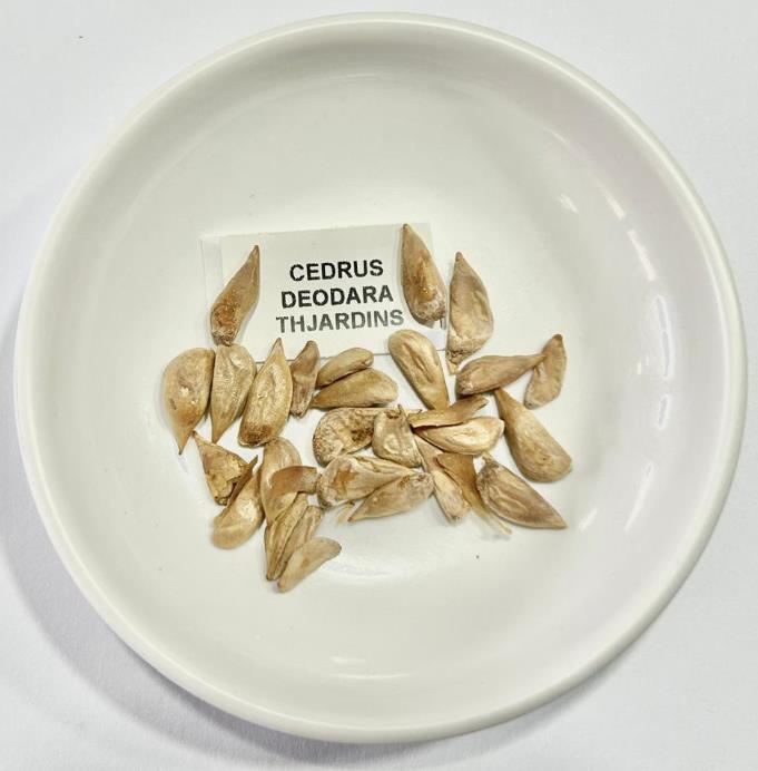 Cedrus deodara - Cedro Do Himalaya - Deodar - Cedro Deodara - Imagem 9