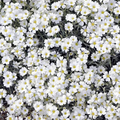 Cerastium tomentosum - Neve no Verão, Floco de Neve, Cerasto Prateado, Dusty Miller