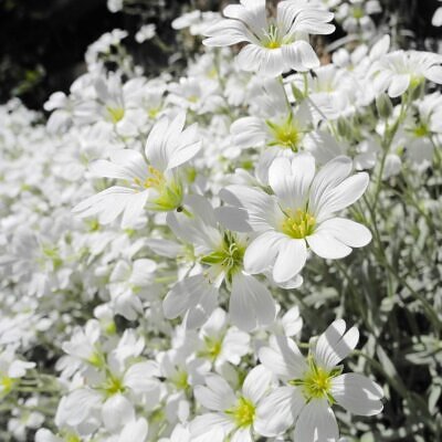 Cerastium tomentosum - Neve no Verão, Floco de Neve, Cerasto Prateado, Dusty Miller