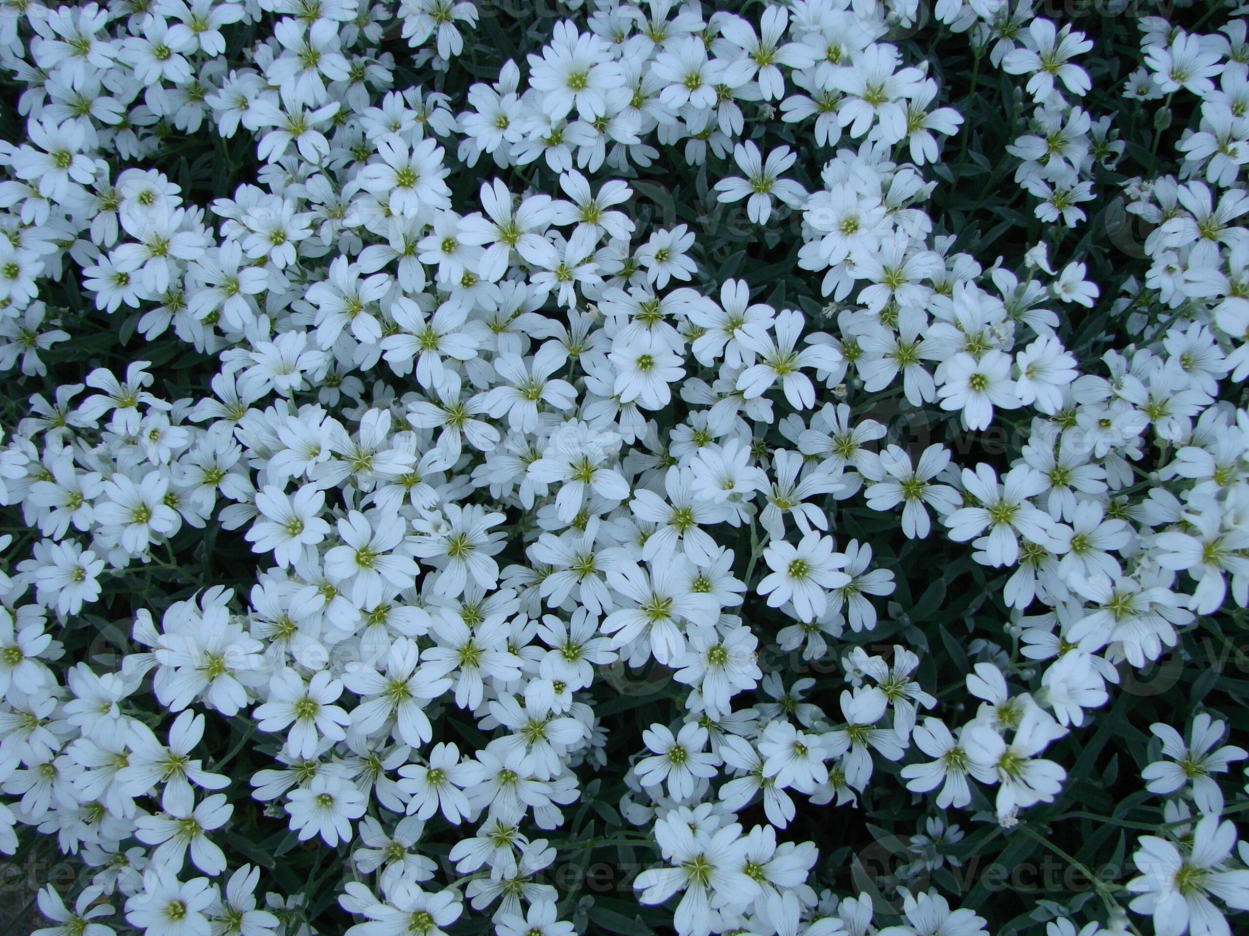 Cerastium tomentosum - Neve no Verão, Floco de Neve, Cerasto Prateado, Dusty Miller - Imagem 7