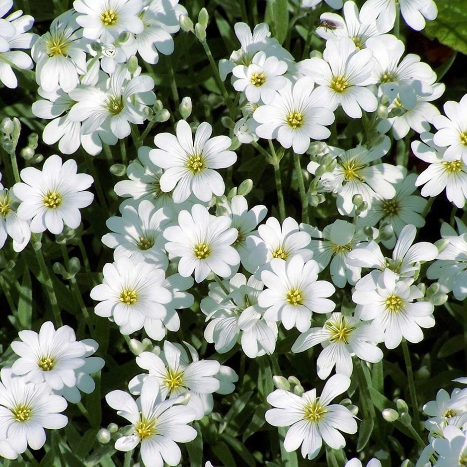Cerastium tomentosum - Neve no Verão, Floco de Neve, Cerasto Prateado, Dusty Miller - Imagem 8