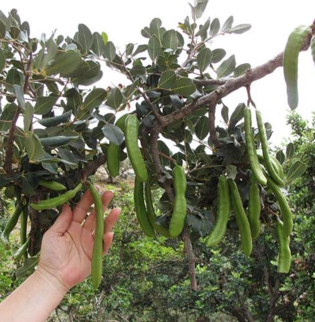Ceratonia Siliqua - Alfarrobeira - Imagem 2