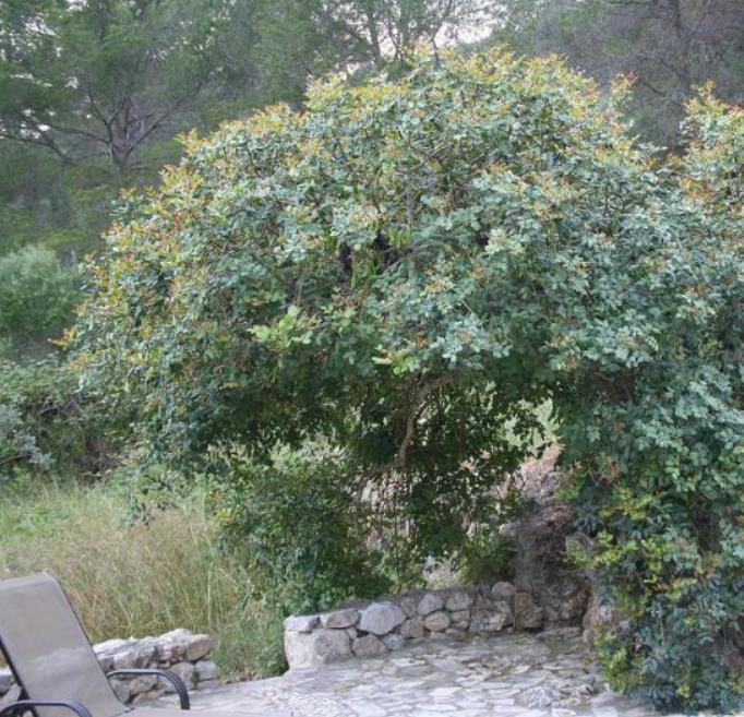 Ceratonia Siliqua - Alfarrobeira - Imagem 3