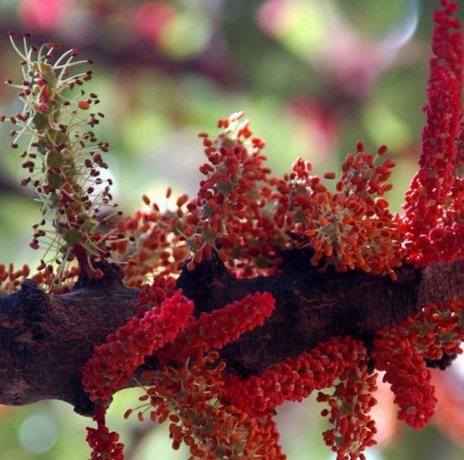Ceratonia Siliqua - Alfarrobeira - Imagem 4