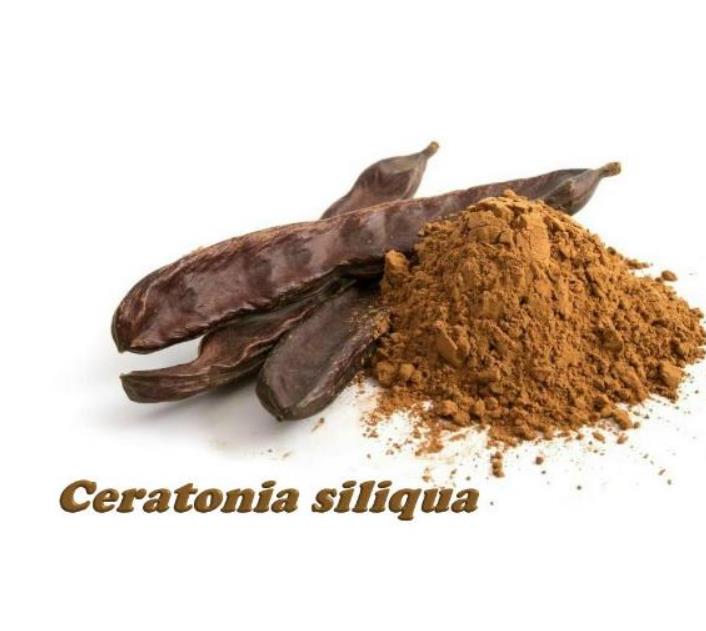 Ceratonia Siliqua - Alfarrobeira - Imagem 6