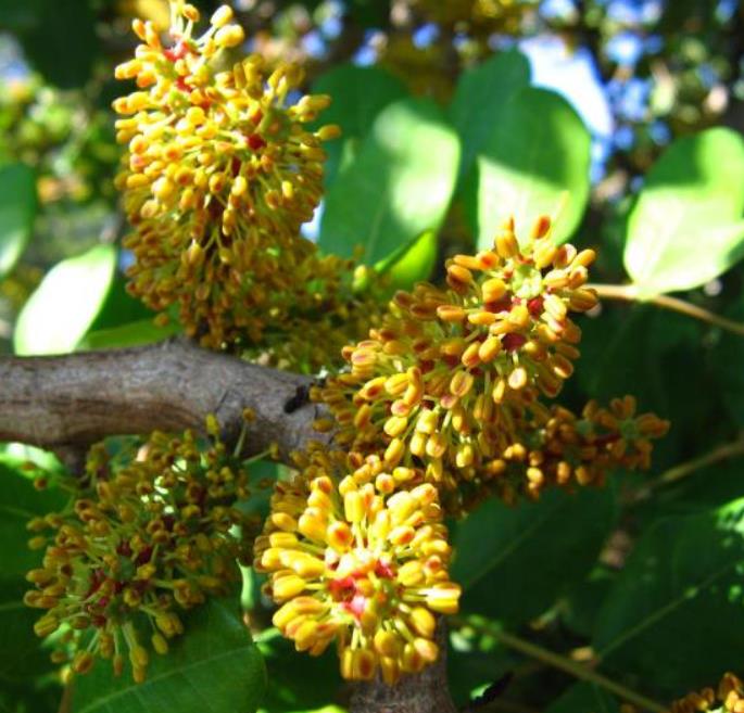 Ceratonia Siliqua - Alfarrobeira - Imagem 7