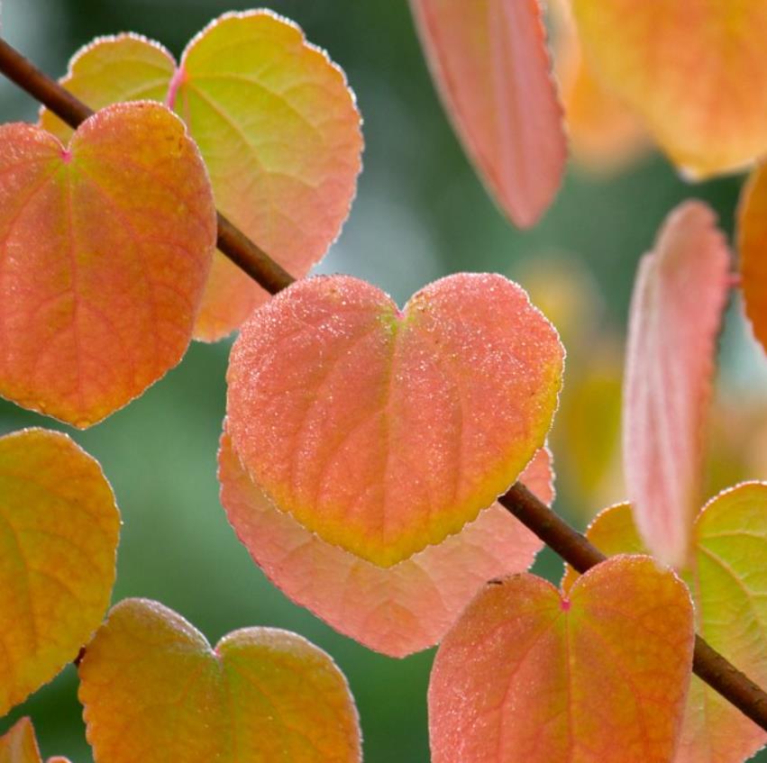 Cercidiphyllum japonicum - Árvore Katsura, Árvore Caramelo - Imagem 2