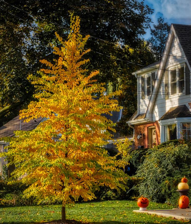 Cercidiphyllum japonicum - Árvore Katsura, Árvore Caramelo - Imagem 3