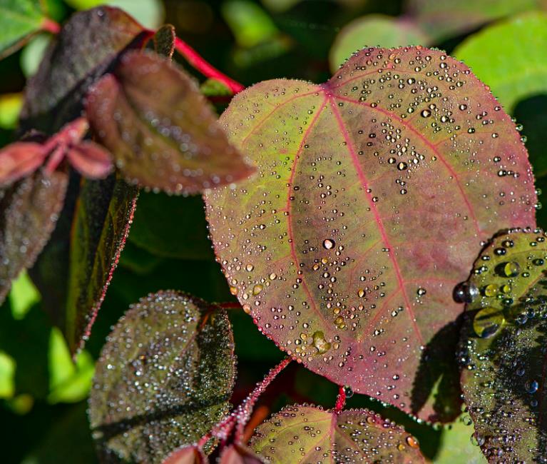 Cercidiphyllum japonicum - Árvore Katsura, Árvore Caramelo - Imagem 4