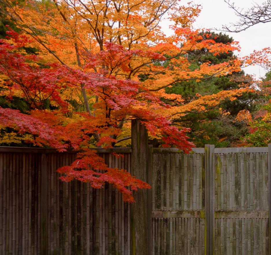 Cercidiphyllum japonicum - Árvore Katsura, Árvore Caramelo - Imagem 5