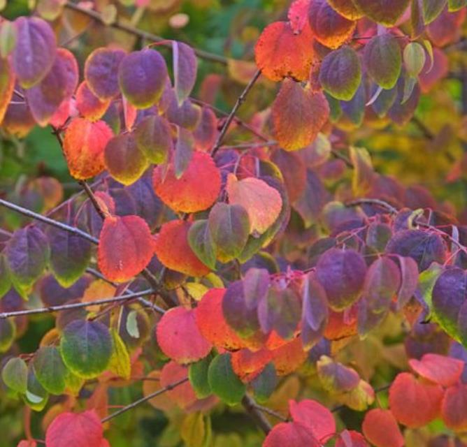 Cercidiphyllum japonicum - Árvore Katsura, Árvore Caramelo - Imagem 6