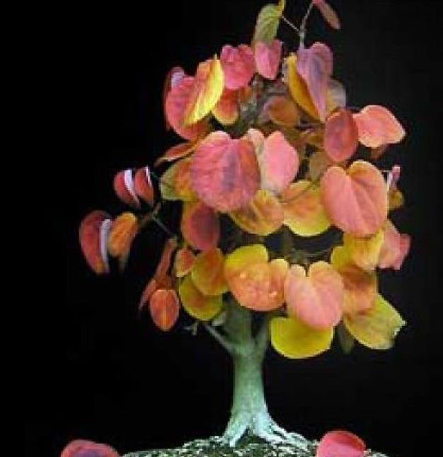 Cercidiphyllum japonicum - Árvore Katsura, Árvore Caramelo - Imagem 7