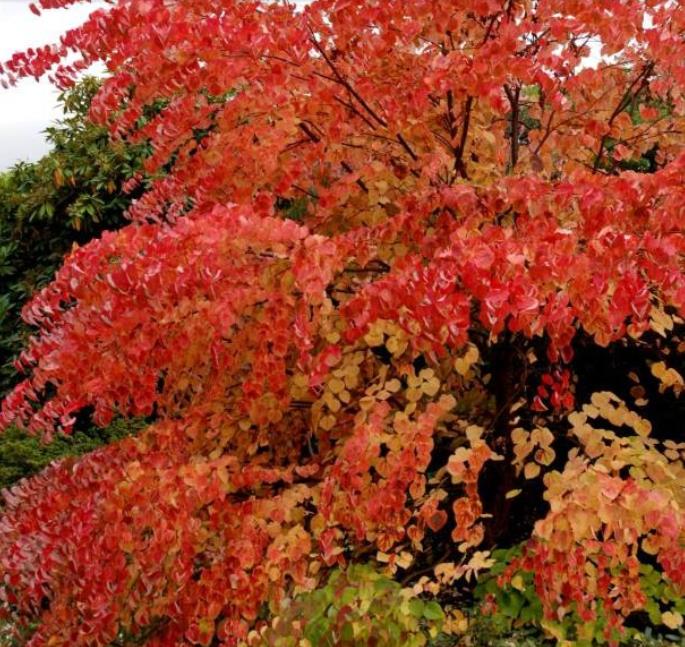 Cercidiphyllum japonicum - Árvore Katsura, Árvore Caramelo - Imagem 8