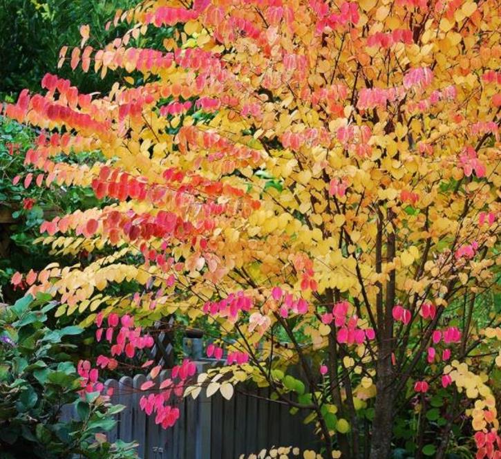 Cercidiphyllum japonicum - Árvore Katsura, Árvore Caramelo