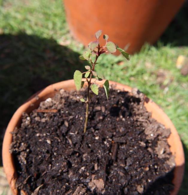 Cercidiphyllum japonicum - Árvore Katsura, Árvore Caramelo - Imagem 10