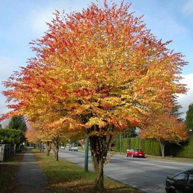Cercidiphyllum japonicum - Árvore Katsura, Árvore Caramelo - Imagem 11