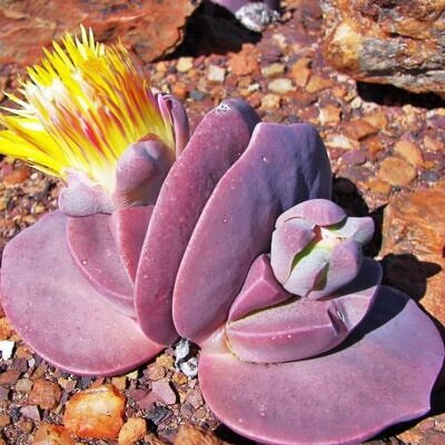 Cheiridopsis peculiaris - Pedras Vivas "Lithops", Planta Pedra, Cacto Pedra, Planta de Gelo