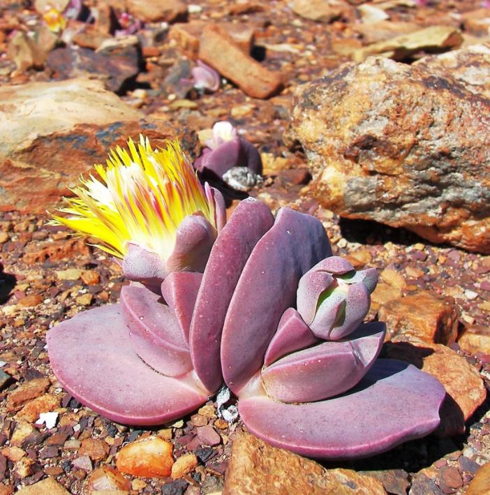 Cheiridopsis peculiaris - Pedras Vivas "Lithops", Planta Pedra, Cacto Pedra, Planta de Gelo - Imagem 6
