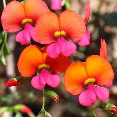 Chorizema diversifolium - Trepadeira Ervilha de Chama, Ervilha Chamas de Fogo, Ervilha Flamejante, Trepade