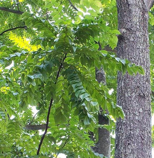 Chukrasia tabularis - Cedro Branco, Mogno Indiano, Sequoia Indiana, Amêndoa da Birmânia - Imagem 6