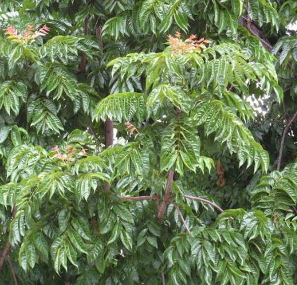 Chukrasia tabularis - Cedro Branco, Mogno Indiano, Sequoia Indiana, Amêndoa da Birmânia - Imagem 10