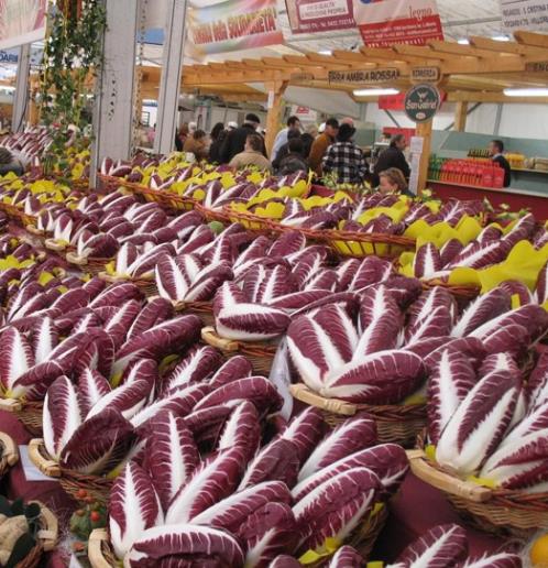 Cichorium Intybus Rossa Di Treviso - Endívia Italiana Roxa, Chicória Roxa De Treviso, Radicchio - Imagem 5