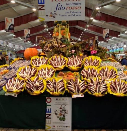 Cichorium Intybus Rossa Di Treviso - Endívia Italiana Roxa, Chicória Roxa De Treviso, Radicchio - Imagem 6