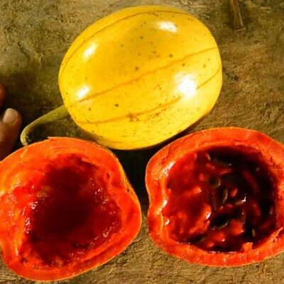 Cionosicyos Macranthus - Maracujá melão do Panamá, Panamá passionfruit melon, maracujá chino