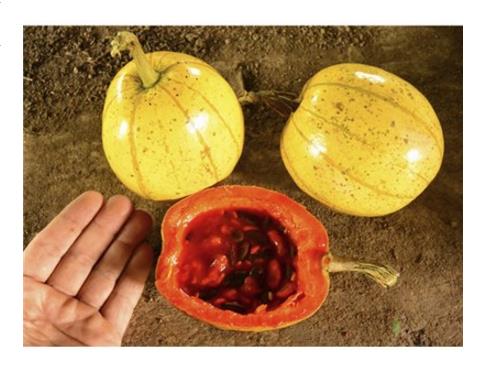 Cionosicyos Macranthus - Maracujá melão do Panamá, Panamá passionfruit melon, maracujá chino - Imagem 2