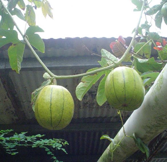 Cionosicyos Macranthus - Maracujá melão do Panamá, Panamá passionfruit melon, maracujá chino - Imagem 4