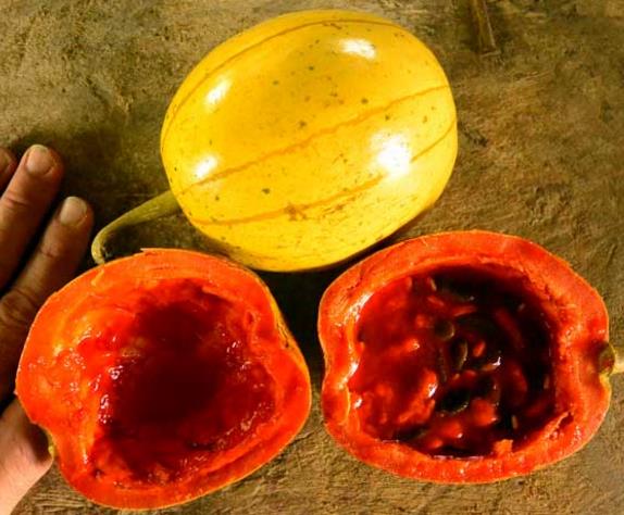 Cionosicyos Macranthus - Maracujá melão do Panamá, Panamá passionfruit melon, maracujá chino - Imagem 5
