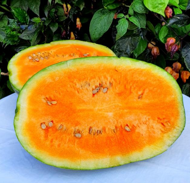 Citrullus lanatus Orangeglo - Melancia Laranja, Melancia Orangeglo - Imagem 2