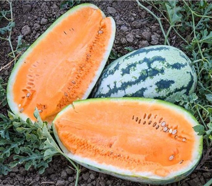 Citrullus lanatus Orangeglo - Melancia Laranja, Melancia Orangeglo - Imagem 3
