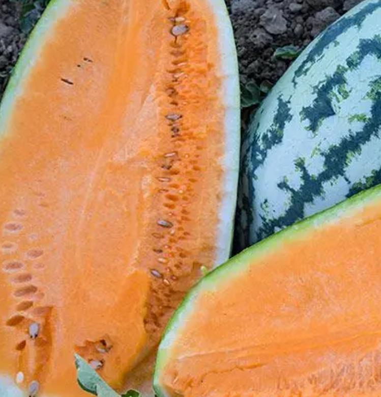 Citrullus lanatus Orangeglo - Melancia Laranja, Melancia Orangeglo - Imagem 4