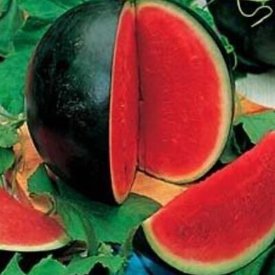 Citrullus lanatus Sugar Baby (VERDADEIRA) - Melancia Doce Mini, Mini Melancia doce